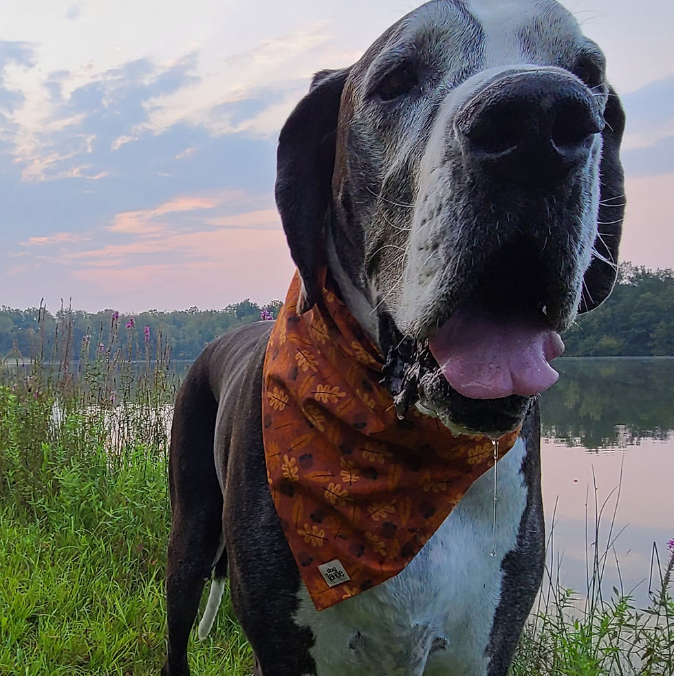 Thumbnail: Harvest Leaf Bandana