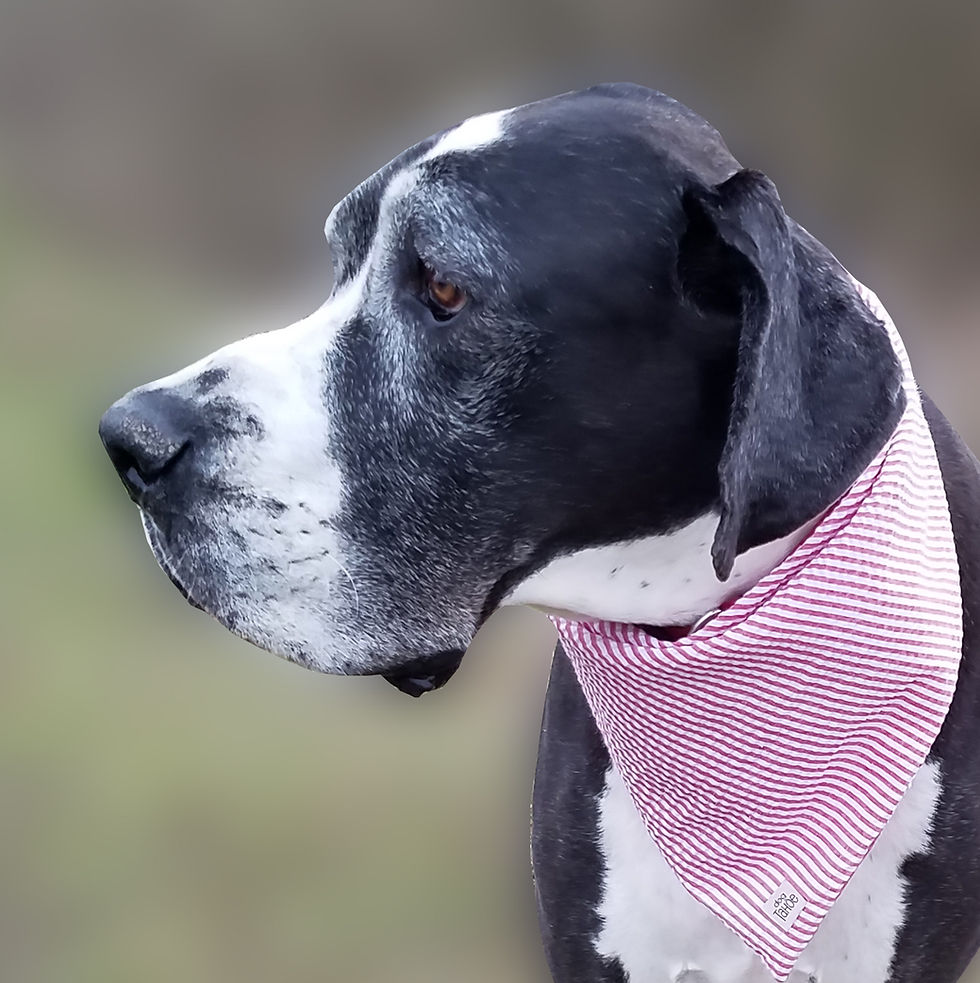 Thumbnail: Seersucker Dog Bandana