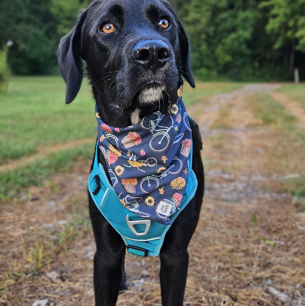 Thumbnail: Bikes Bandana