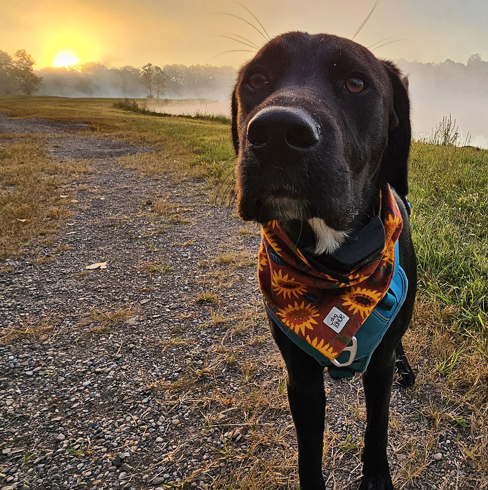 Thumbnail: Sunflowers Orange Bandana