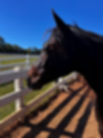 Quarterhorse Gelding