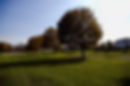 RowTrees-big.jpg