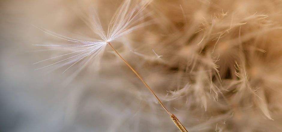 Pusteblume.jpg