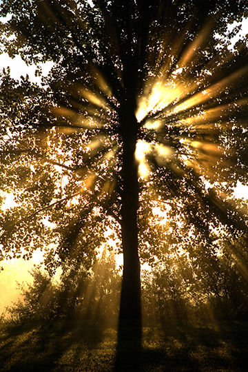 Halo-Tree Sunrise-20x30.jpg