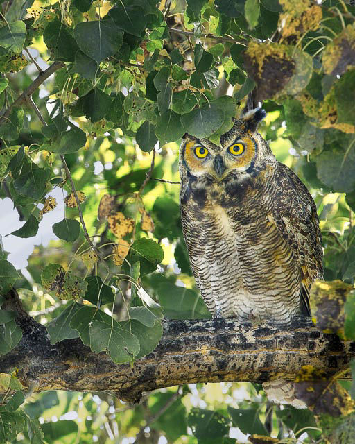 Great Horned Owl-8x10.jpg