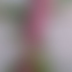 Magia - Souvenir de 15