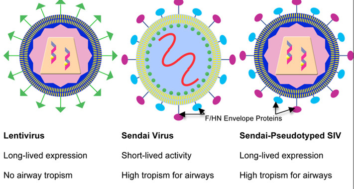 A Sendai-Pseudotyped SIV vector combines the long-lived transgene expression characteristics of SIV with the efficient airway cell tropism of Sendai Virus