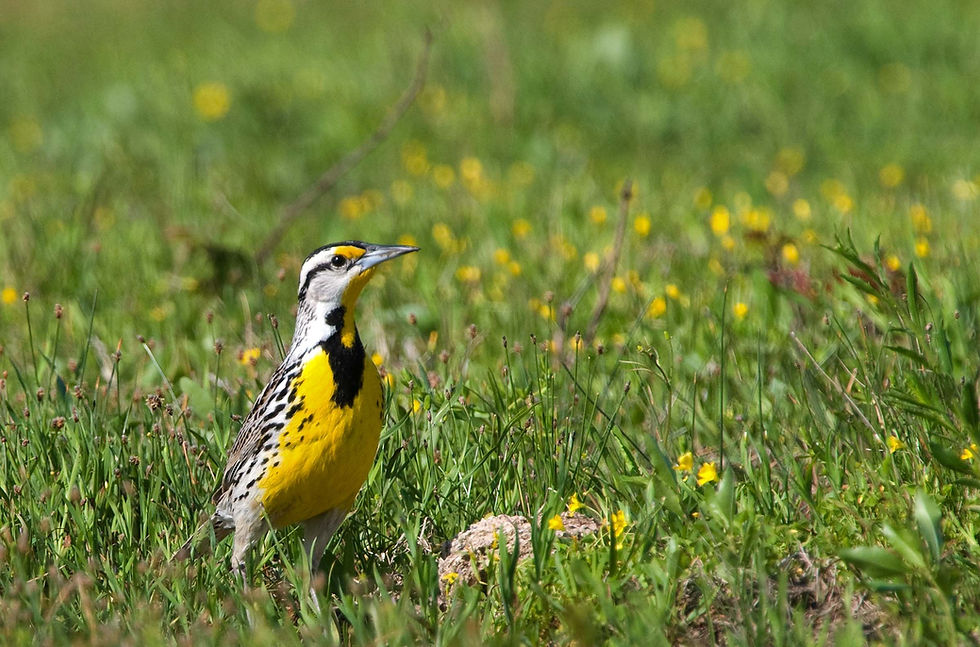 Western Meadowlark standing in a grassy field with wildflowers