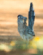 Greater Roadrunner with a lizard in its beak
