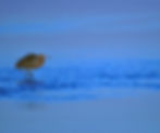 Reddish egret wading through blue coastal waters