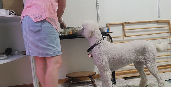 luna scent training