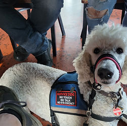 Service dog Luna resting quietly under a restaurant table during public access training