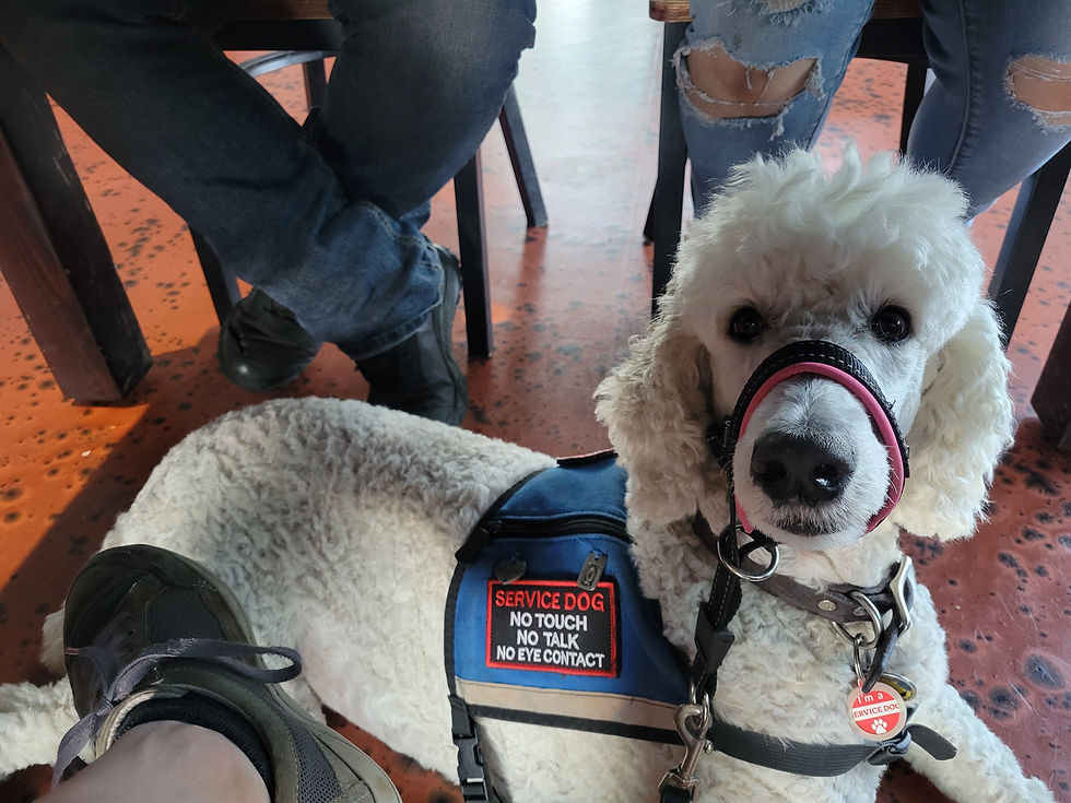 Empower Your Service Dog: Gluten Detection Training
