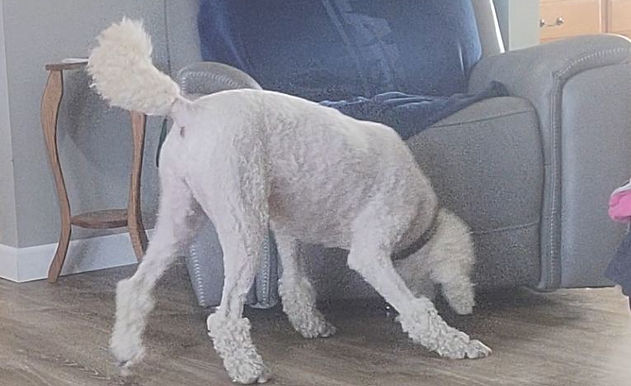Luna using her trained scent detection skills to search a room for the target gluten odor.