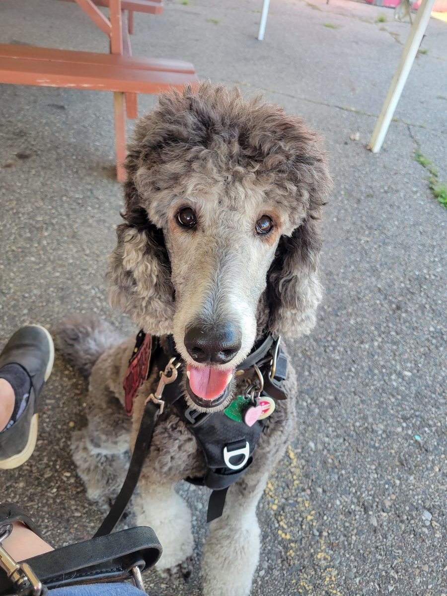 Service dog Anira waiting calmly at a park during training