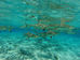 SUR LES REQUINS