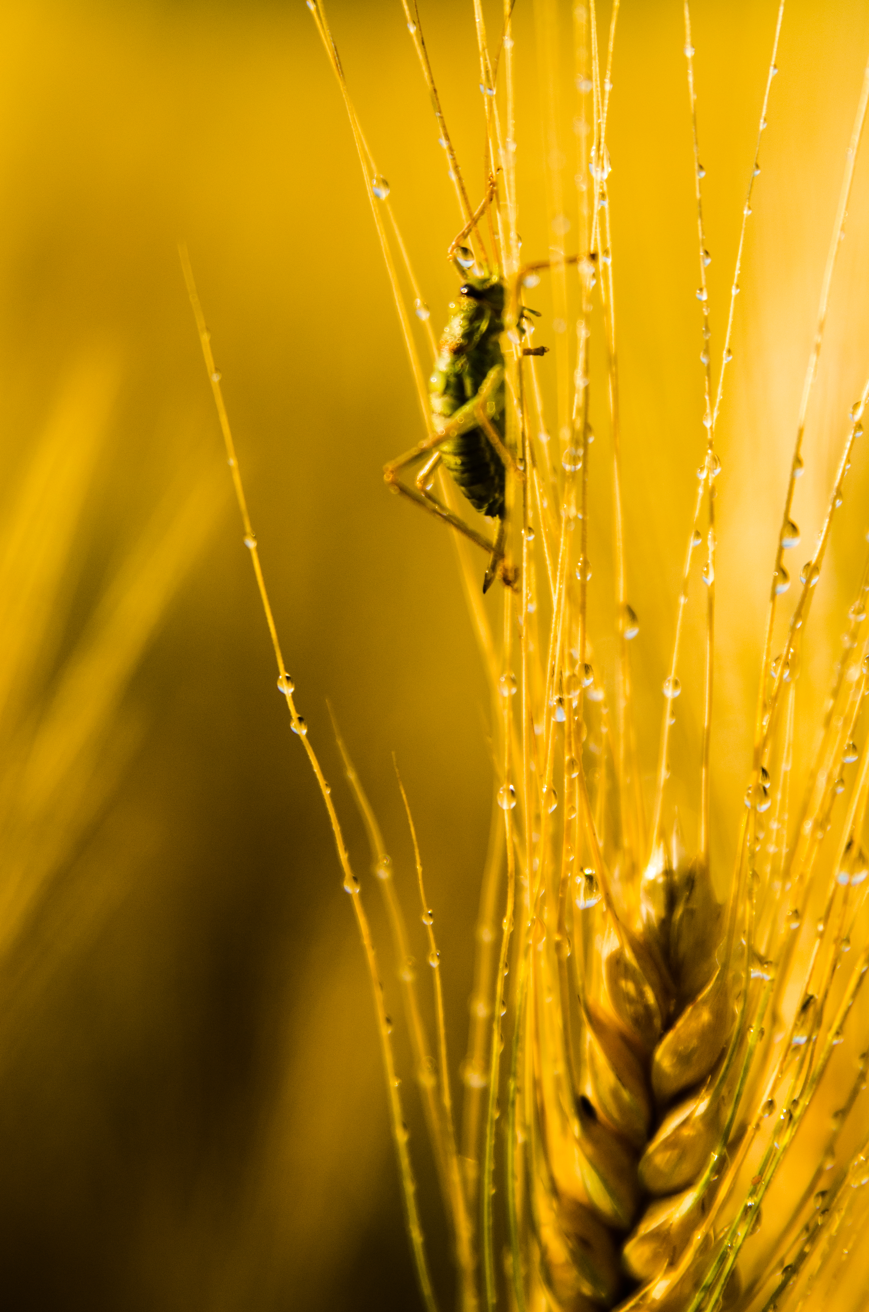 Après la pluie 6
