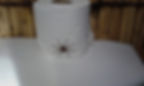 African spider in the potty room