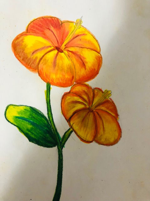 color pencil