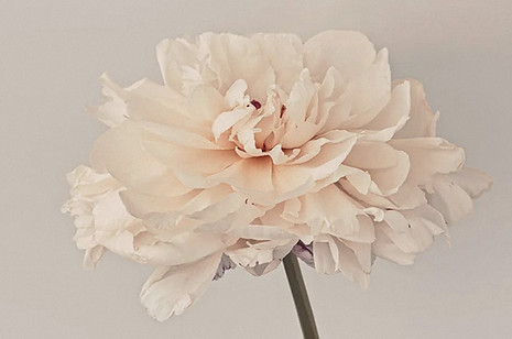 Flower-LR_edited.jpg