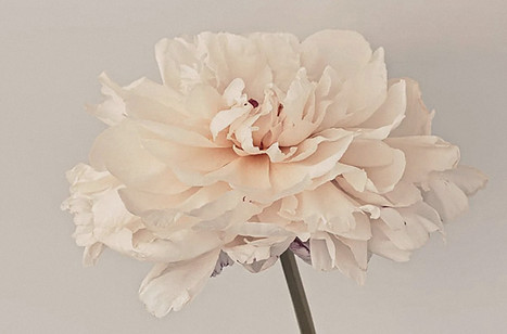 Flower-LR_edited.jpg
