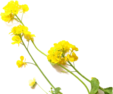 p_tsuma04.png
