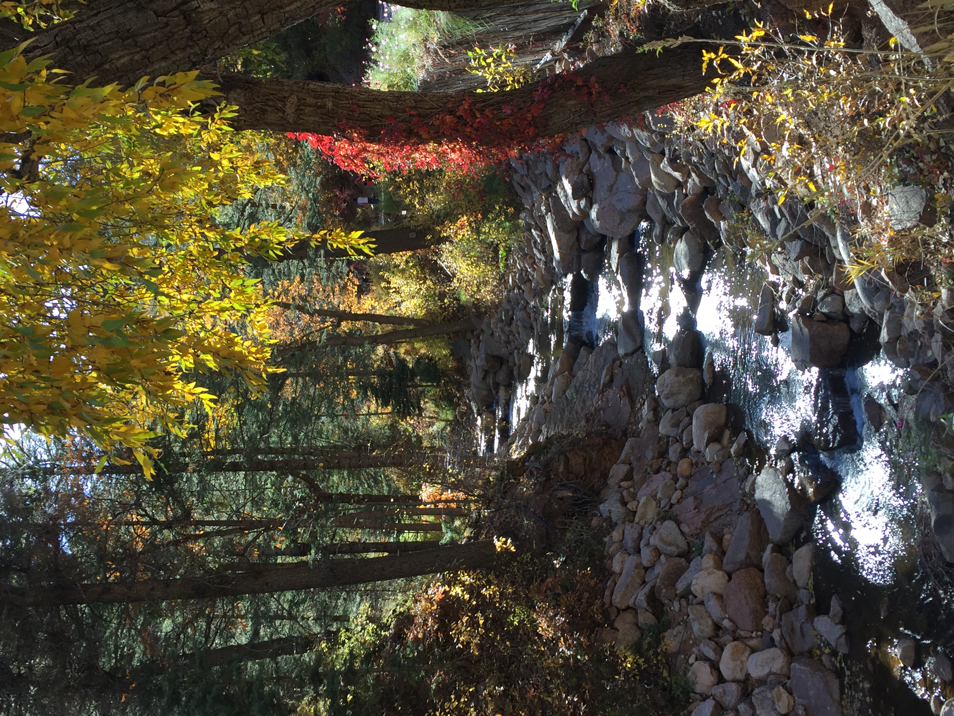 Fall Leaves