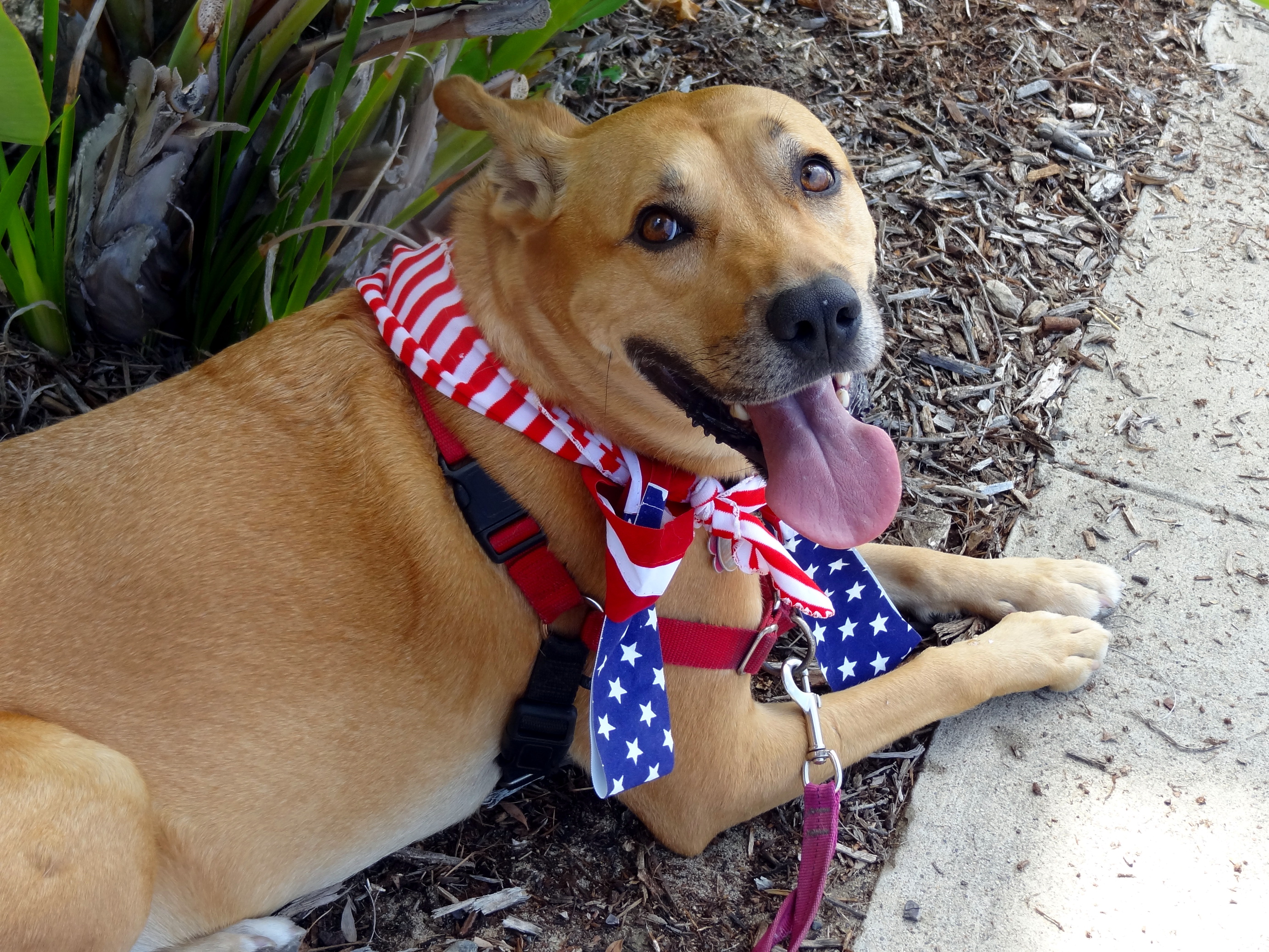 Patriot Dog