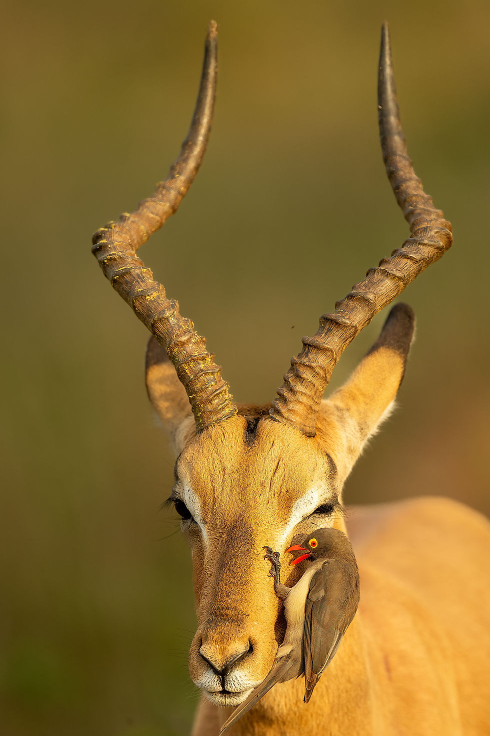 SOUTHERN KRUGER NP Oct 2025