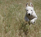 Jack Russell learning “come” off leash training 