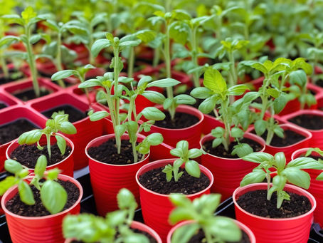 It's planting season.