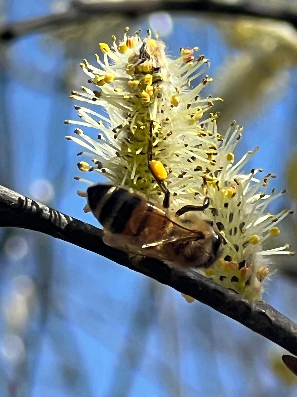 The Bees Are Bringing in Pollen