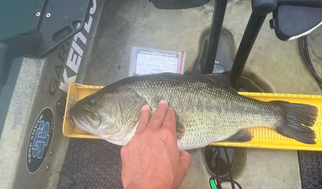 Black-bass (22)_edited.jpg