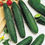 Thumbnail: Marketmore Cucumber