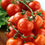 Thumbnail: Large Red Cherry Tomato