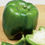 Thumbnail: California Wonder Pepper