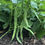 Thumbnail: Tendergreen Improved Garden Bean