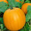 Thumbnail: Jack O' Lantern Pumpkin