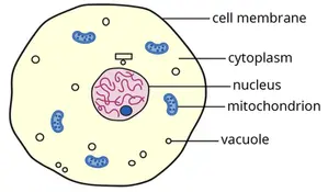 Mitochondria: Powerhouses of the Cell and Their Role in Health