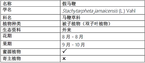 假馬鞭 (簡).png