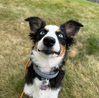 A dog in the grass