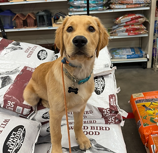 A dog at tractor supply