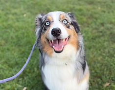 An australian shepard