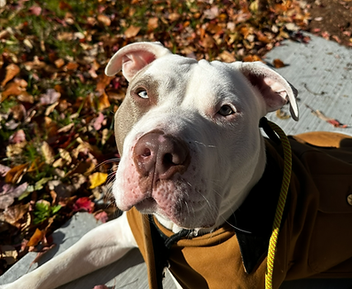 A dog in the fall leaves