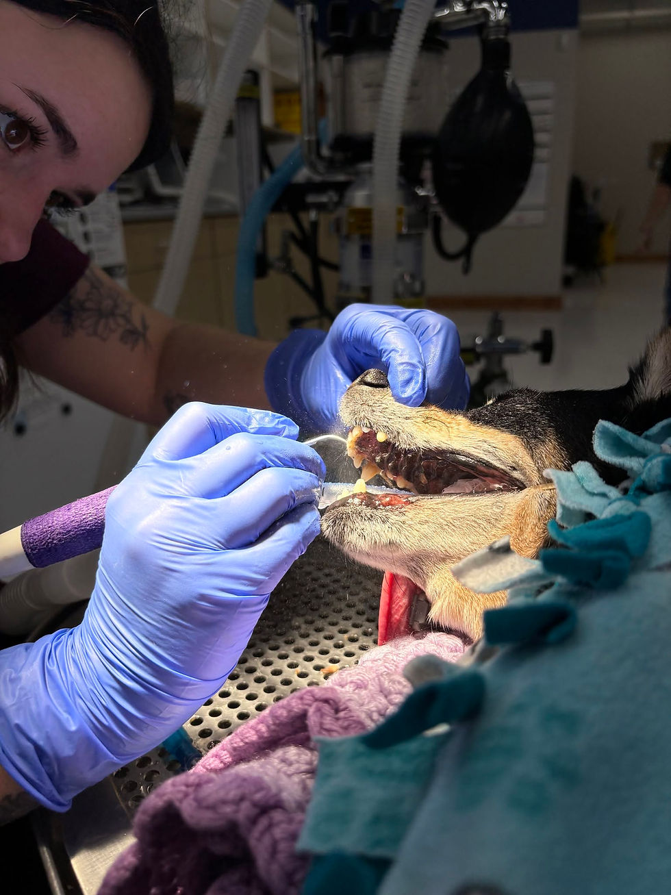 dental.jpg
