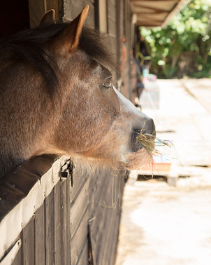 rosie stable 2.jpeg