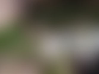 店内装飾のみどりたち(*^^*)