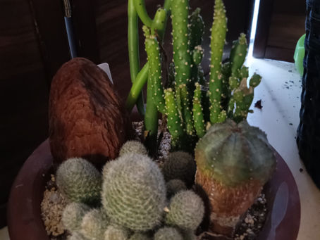 サボテンたち　
