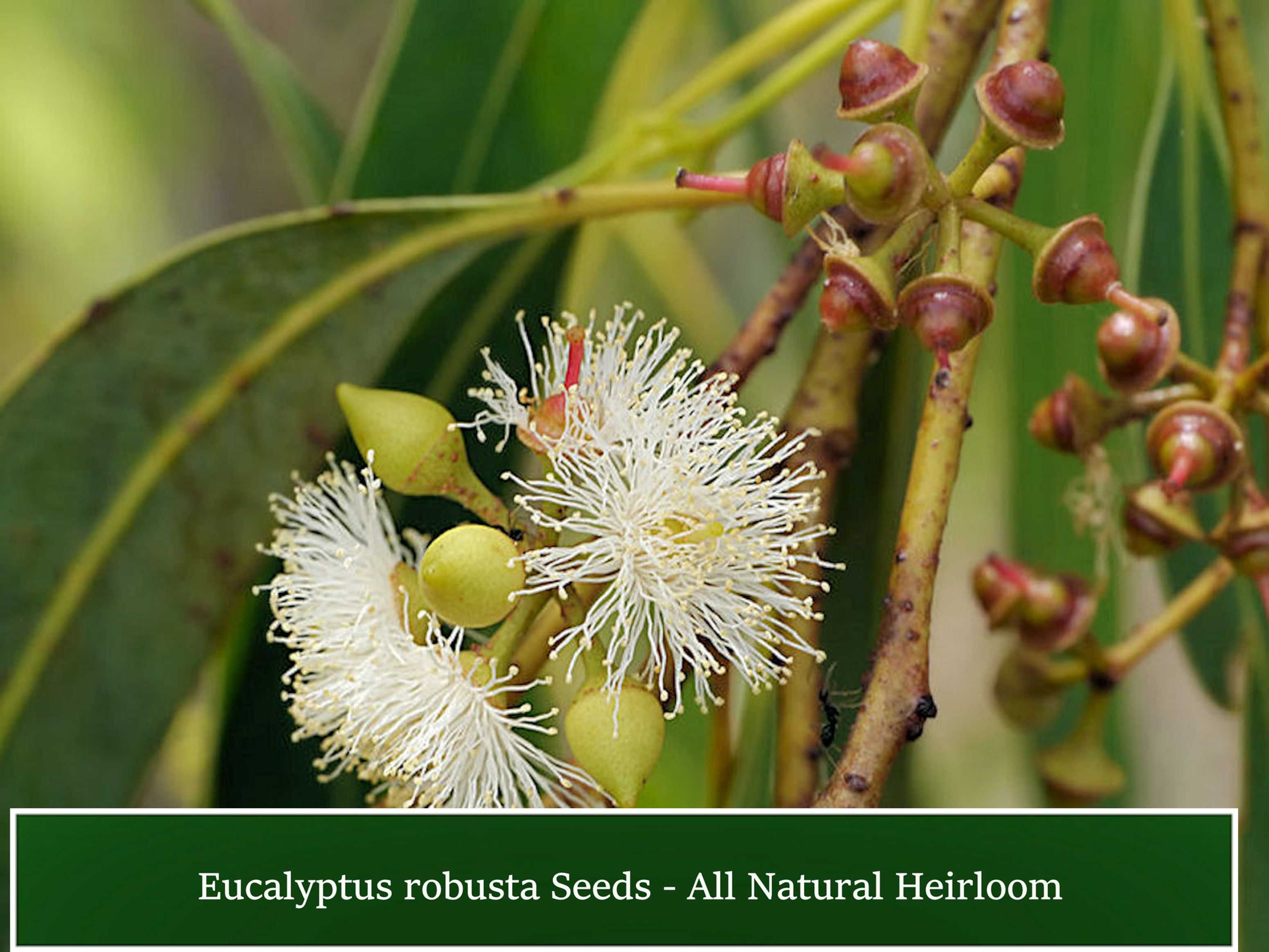 Tropical Seeds -Eucalyptus robusta 20 Seeds -Swamp Mahogany