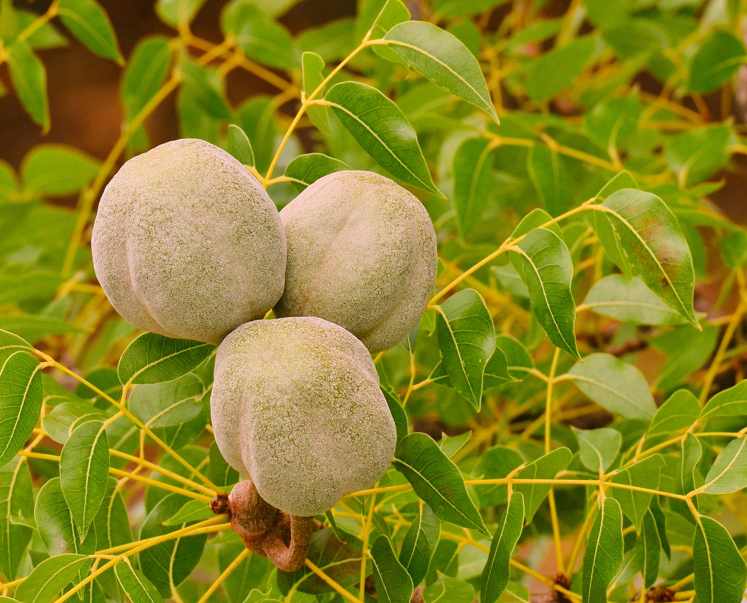 Swietenia macrophylla Big Leaf Mahogany Seeds | seeds